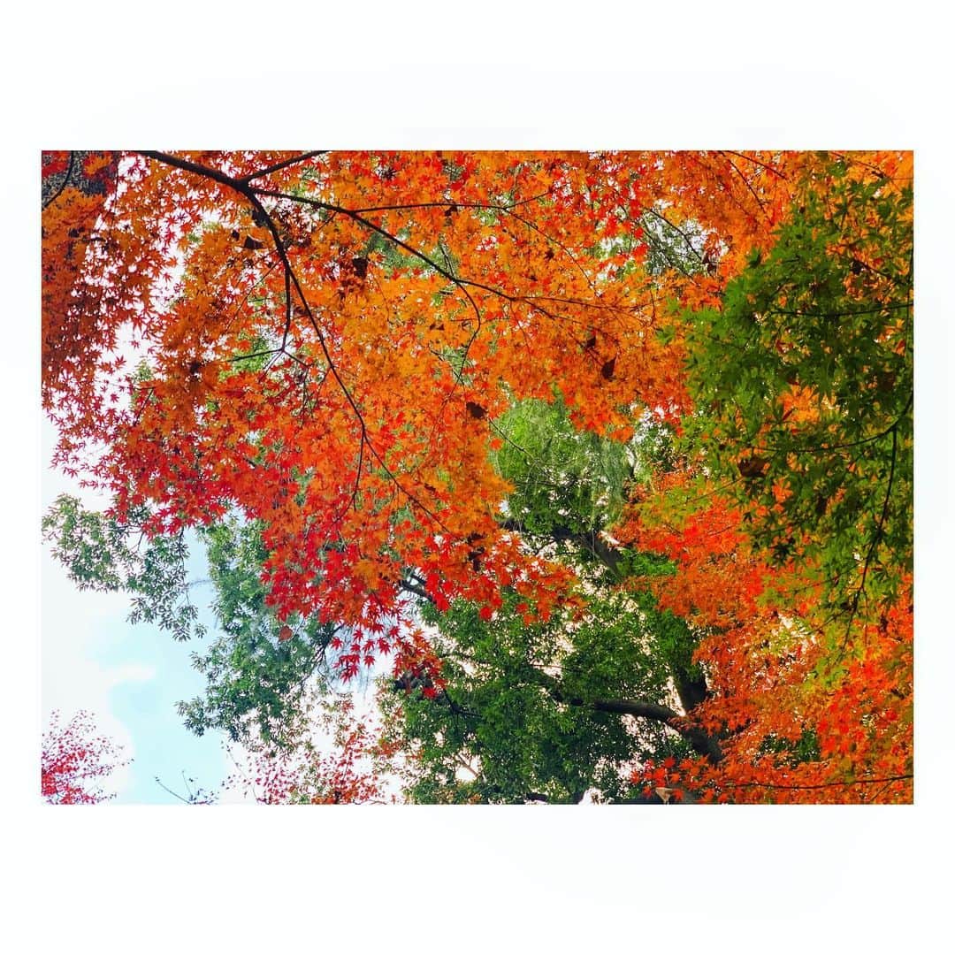 三倉茉奈さんのインスタグラム写真 - (三倉茉奈Instagram)「紅葉ーー！もみじが赤く色付いてました☺︎ そういえば今年あんまり見てなかった。 今日は寒くもなく暑くもなく、お散歩日和。 #紅葉 #お散歩」12月12日 15時47分 - mana_mikura_official