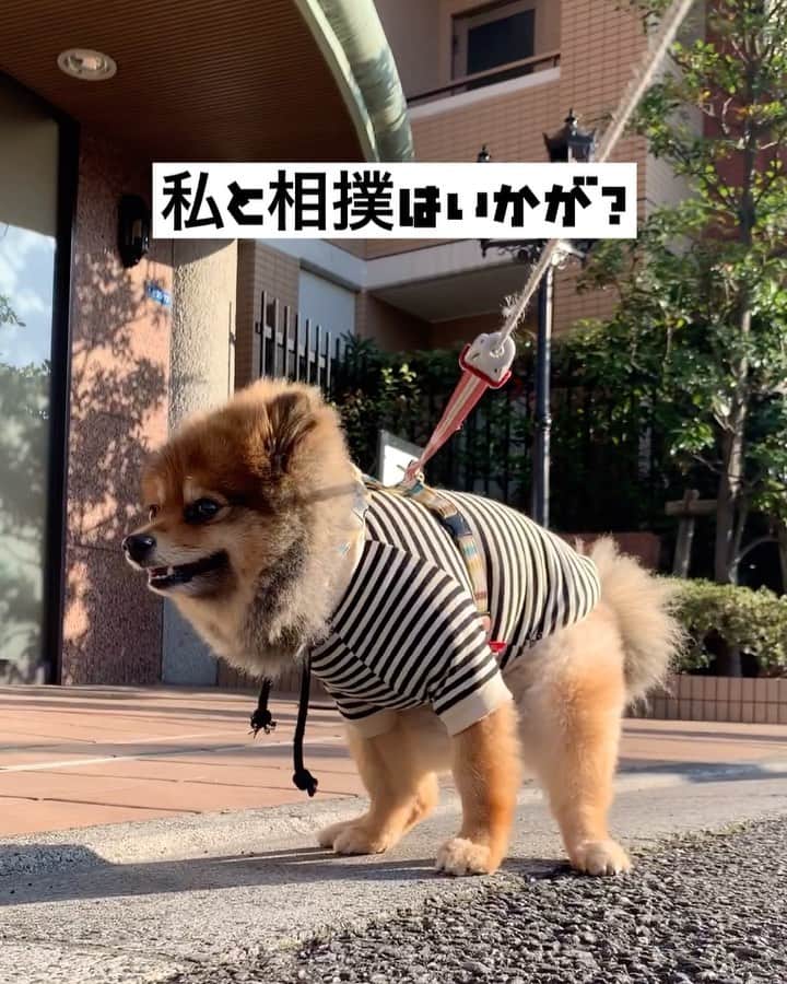 のインスタグラム：「「散歩へ行こう」！！🐶✨  次回は「多摩川へ行こう！  #リリスタグラム#lilistagram#ポメラニアン #ポメラニアンが世界一可愛い #ポメラニアン部 #ポメ #ポメスタグラム #犬 #犬バカ部 #いぬ部 #いぬら部 #いぬバカ部 #いぬのきもち #いぬぐみ #いぬすたぐらむ #ふわもこ部#ティックトック #pomeranian #pomeranians #pomeranianlove #pomeraniansofinstagram #pom #dog #dogstagram #doglover #doglife#tiktok#tiktoker」
