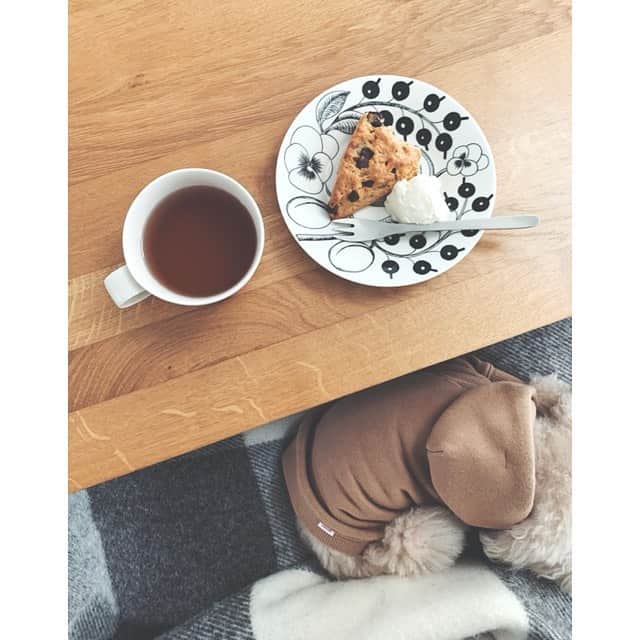 mizuのインスタグラム：「スタバのスコーンでおやつ。 昨日からケーキやらなんやらたくさん食べすぎてるなぁ。。 そして昨日長めのお留守番だったからか今日は片時も離れないろちこ。 動けない…♡」