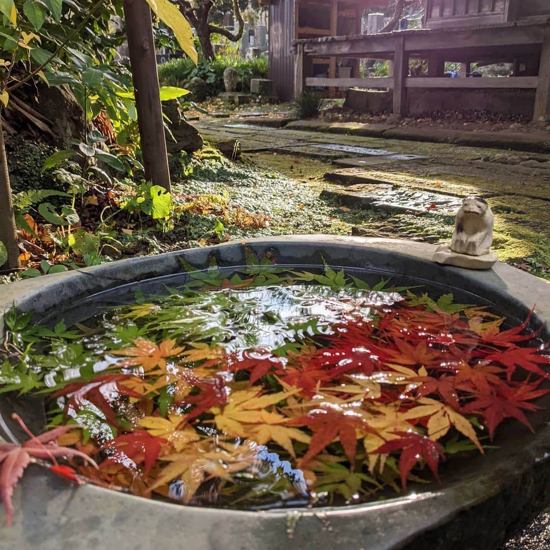 為末大のインスタグラム：「紅葉」