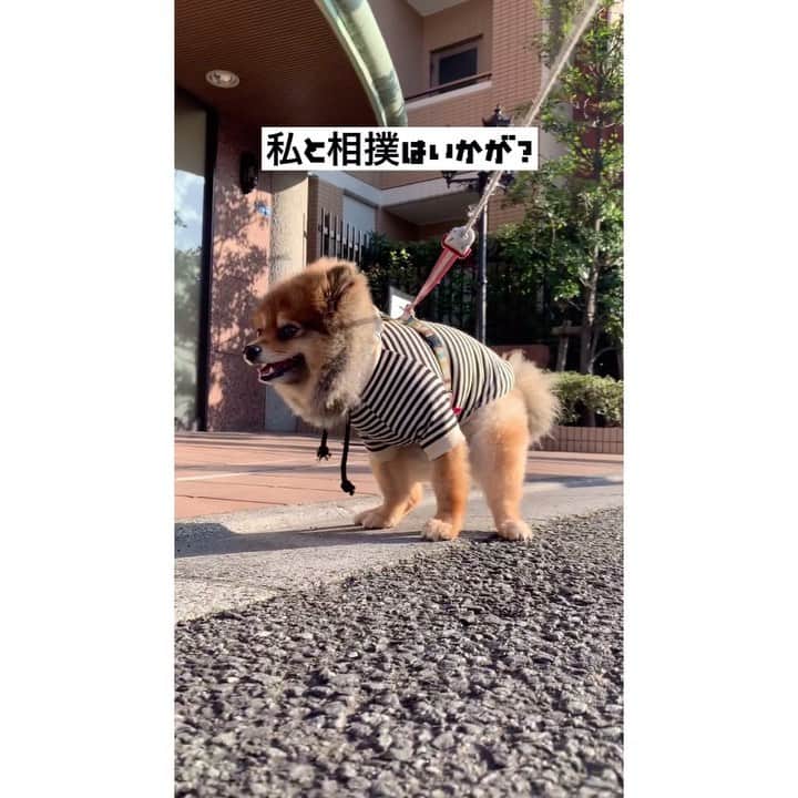 のインスタグラム：「散歩へ行こう🐶✨  #リリスタグラム#lilistagram#ポメラニアン #ポメラニアンが世界一可愛い #ポメラニアン部 #ポメ #ポメスタグラム #犬 #犬バカ部 #いぬ部 #いぬら部 #いぬバカ部 #いぬのきもち #いぬぐみ #いぬすたぐらむ #ふわもこ部#ティックトック #pomeranian #pomeranians #pomeranianlove #pomeraniansofinstagram #pom #dog #dogstagram #doglover #doglife#tiktok#tiktoker」