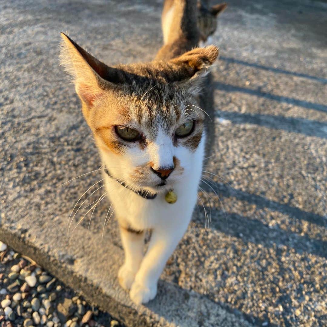 のインスタグラム：「ぼくは#埼玉県久喜市 の#足利政氏館 の#城にゃんこだにゃん。 ・ 今は#甘棠院 (かんとういん)っていうお寺になってるから#寺にゃんこ でもあるにゃん。 ・ #足利政氏 さんっていうのは#足利将軍家 の親戚の人で、 関東のリーダーで#鎌倉 を拠点にしてたから#鎌倉公方 (くぼう)って呼ばれてたにゃん。 ・ ただ、将軍家とか家臣とケンカして、 #古河 に拠点を移してからは#古河公方 って呼ばれたにゃん。 ・ そんで、足利政氏さんは息子の#足利高基 さんともケンカして、古河から移動。 ここに館を構えて、お寺も造ったんだにゃん。 ・ お寺には足利政氏さんのお墓と、 館の#水堀 の跡が残っているにゃん。 ・ たくさん城にゃんこがいるから、 探してみてにゃ。」
