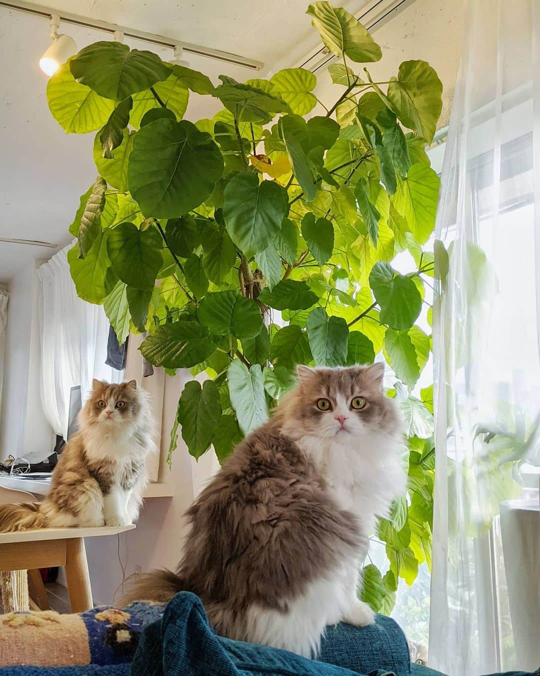 詩丸のインスタグラム：「ウンベラータの日向ぼっこ🌵☀️😎 むっちゃんとしーちゃんと...  ちょこんと詩丸🔍🦉 詩丸 「ぼくのこと見つけられるかにゃ〜？」 .  Umbellata with Mutta, Shishimaru and... Utamaru!🔍👀 Uta "Can you find me?" 🦉🌿 . #かくれんぼ #hideandseek_utamaruru」