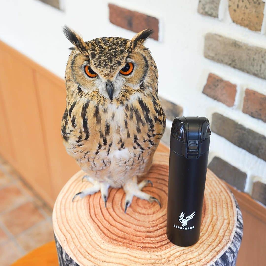 GEN3 Owlのインスタグラム：「ガルーの公式グッズが出ました。 こちらはステンレスボトルの黒ver. 他にも色々あるので詳細はYouTubeまたはストーリーにリンク貼っておくのでスワイプアップしてね。 Official Garu goods released! This is a Thermo bottle. There are other goods, so I'll post a story link for details, so swipe up. #owl #owlgaru #フクロウ」