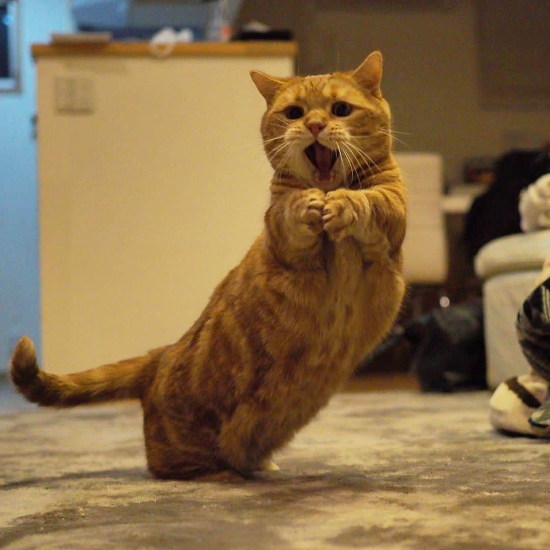 茶太郎 & きなこのインスタグラム：「茶太郎師匠🐾お歌の練習中にゃ😽🎶 Chataro is practising a song😽🎶🎤 #そろそろ讃美歌と第九の時期にゃりよ #これから忙しくなるにゃ #マンチカン#猫#munchkin #cat#catstagram #amazing#ねこ#茶トラ#短足#catsofinstagram#excellent_cats#9gag#cats_of_world_#instacat_meows#bestcats_oftheworld#catsofig#instacat#cats_of_instagram」