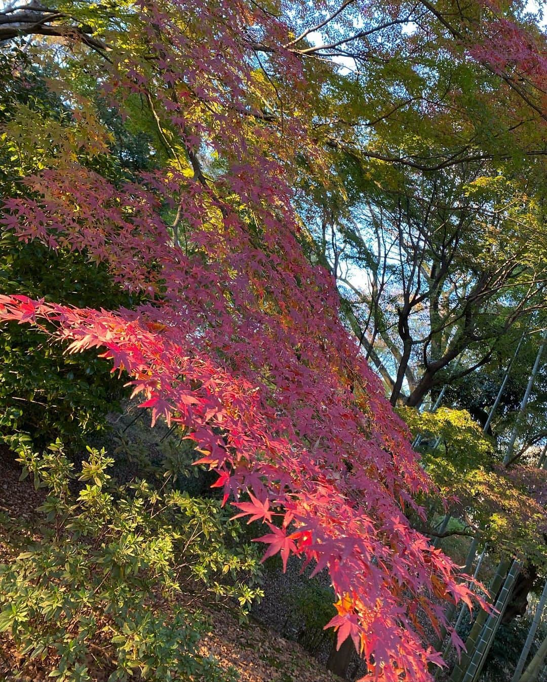 山本瑠香さんのインスタグラム写真 - (山本瑠香Instagram)「映えな写真たち🙈🍂  #六義園 #紅葉 #東京観光」12月12日 18時10分 - mckg2020_no3