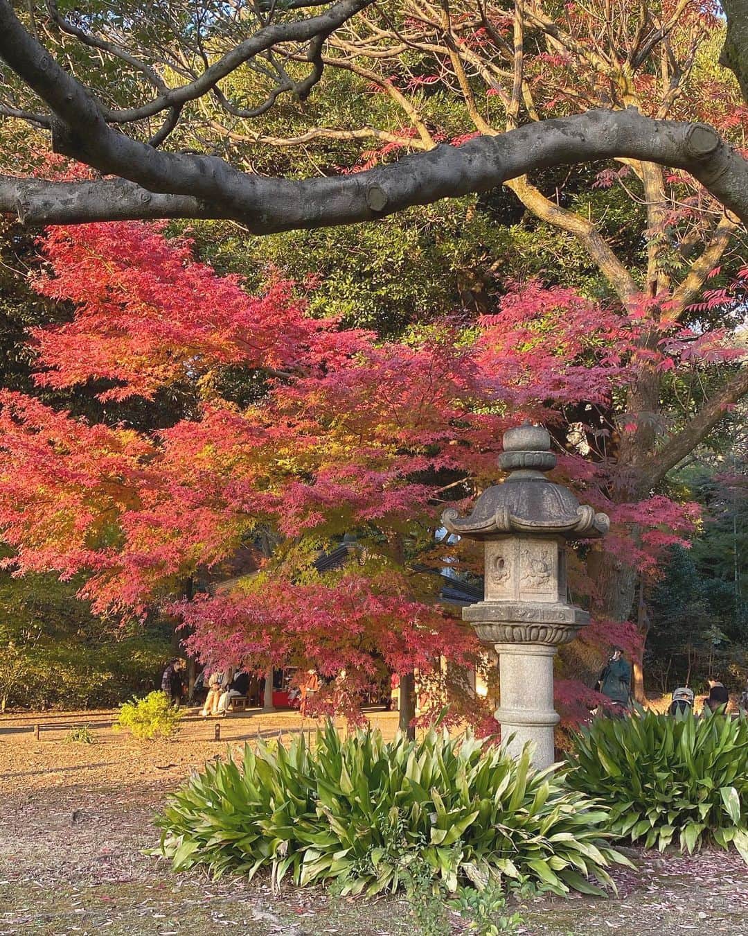 山本瑠香のインスタグラム：「映えな写真たち🙈🍂  #六義園 #紅葉 #東京観光」