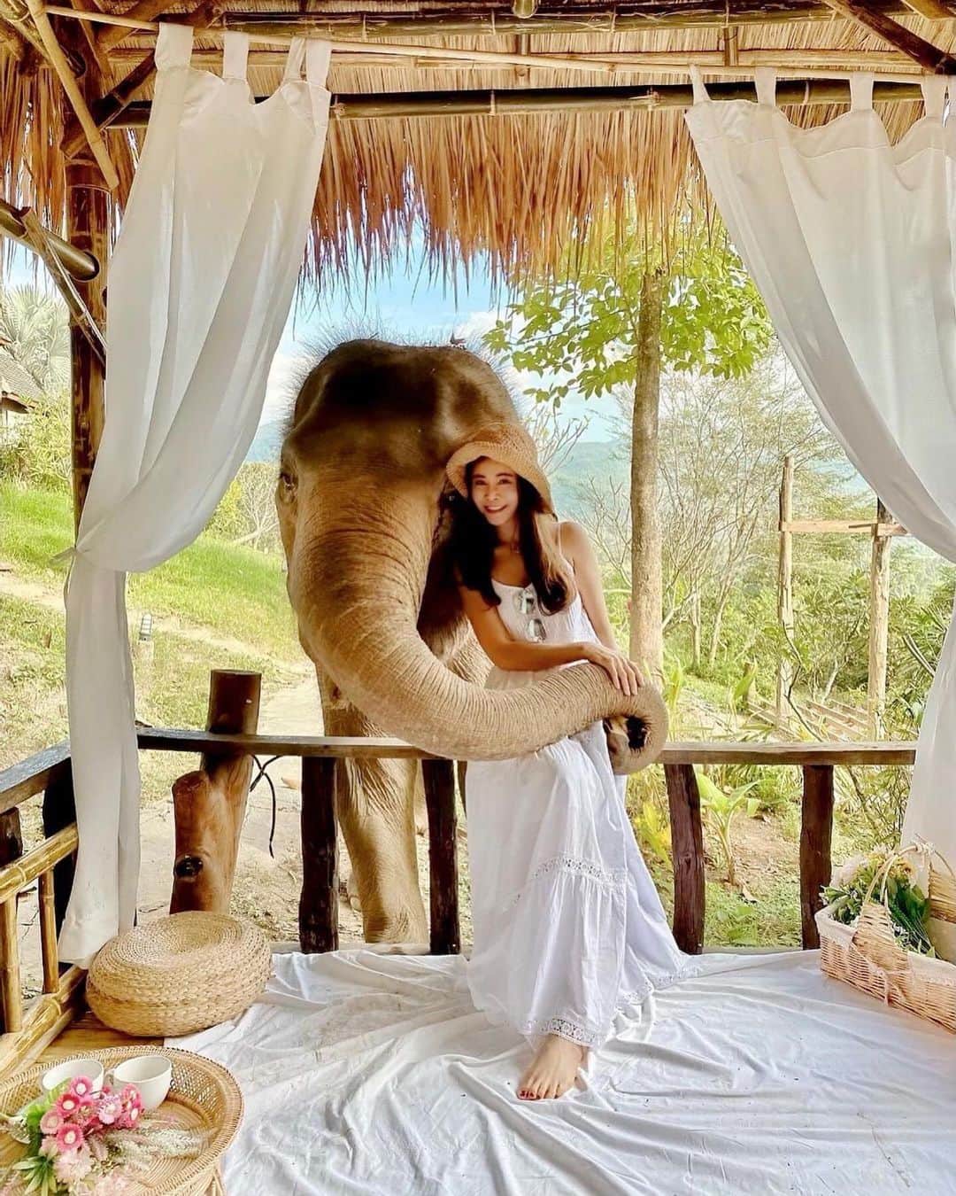 タイ国政府観光庁さんのインスタグラム写真 - (タイ国政府観光庁Instagram)「・﻿ ／﻿ 皆さま☀️﻿ サワッディー・カー🙏﻿ ＼﻿ ﻿ 今日の #thailovers は... @nonglek.narumol さん😘﻿ ﻿ 「チャイ・ライ・オーキッド」 @chailaiorchid で、象と一緒にパチリ📸✨﻿ ﻿ チェンマイの山中にあるチャイ・ライ・オーキッドは、保護象と触れ合うことができる宿泊付きの施設🐘﻿ ﻿ 一番人気の一日ツアーをはじめ、半日や一泊二日のプランなどがあり、象と水遊びを楽しんだり山を散策したりして、特別な時間を過ごすことができます😳💕﻿ ﻿ ほかにもラフティングやジャングルトレッキングなど、自然派なら見逃せないアクティビティが盛りだくさん!!﻿ タイの自然の中で、思う存分冒険してみませんか😉❓﻿ ﻿ 📷 @nonglek.narumol﻿ 📍 チャイ・ライ・オーキッド﻿ ﻿ ・・・・・・・﻿ ［タイ好き（THAI LOVERS）な皆さんの写真を大募集🇹🇭💕］﻿ ﻿ ハッシュタグ #thailovers をつけて、タイで撮影した写真を投稿すると、こちらでご紹介させて頂くことがあります🐥﻿ ﻿ 皆様からの投稿をお待ちしています‼️﻿ ﻿ #repost #タイ #チェンマイ #チャイライオーキッド #象 #ゾウ #ゾウ好き #動物写真 #動物好き #動物好きな人と繋がりたい #動物保護施設  #こんなタイ知らなかった  #タイを知りつくす #タイ旅行  #旅好きな人と繋がりたい #旅行好きな人と繋がりたい #海外旅行  #thailand #chiangmai #chiangmaitrip #chailaiorchid #elephants #amazingthailand #thailandtravel #thailandtrip #thai #thaistagram #lovethailand」12月12日 18時10分 - amazingthailandjp