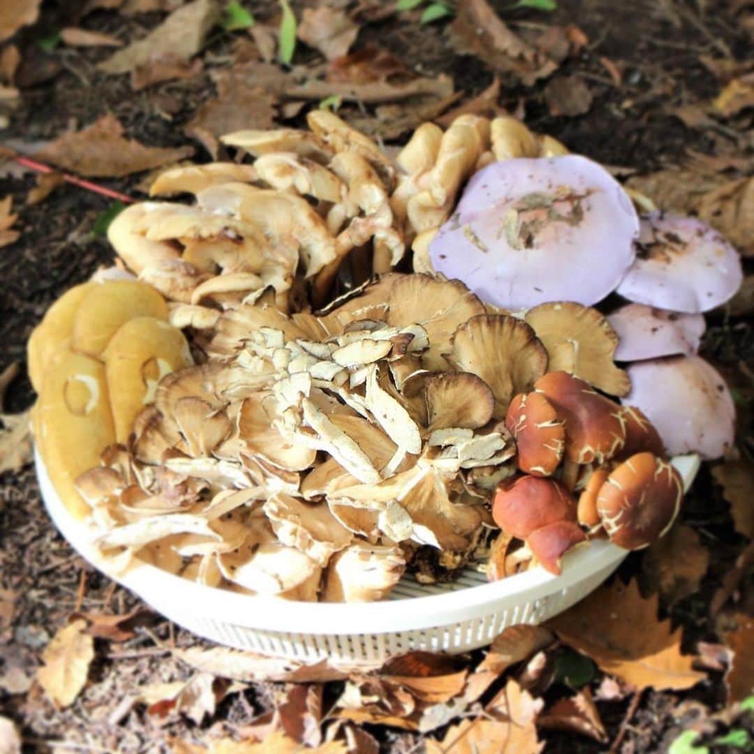 The Japan Timesさんのインスタグラム写真 - (The Japan TimesInstagram)「When seeking out the delightfully earthy ingredient, it pays to head up to Yamagata Prefecture, one of Japan’s top three mushroom-consuming areas. The prefecture’s climate and topography make it an ideal place for mushrooms to flourish, with dramatic differences in temperature between day and night, the right degree of humidity and shelter from strong winds. As such, many of the local specialties feature the beloved mushroom, such as kinoko jiru soup, kinoko gohan (mushroom rice) and warming mushroom imoni (outdoor party) hot pots. 📸 Chiara Terzuolo . . . . . . #Japan #Yamagata #foraging #nature #mushrooms #cooking #japanesecooking #travel #japantimes #日本 #山形 #茸 #椎茸 #自然 #料理 #日本料理 #旅行 #ジャパンタイムズ #🍄」12月12日 18時11分 - thejapantimes