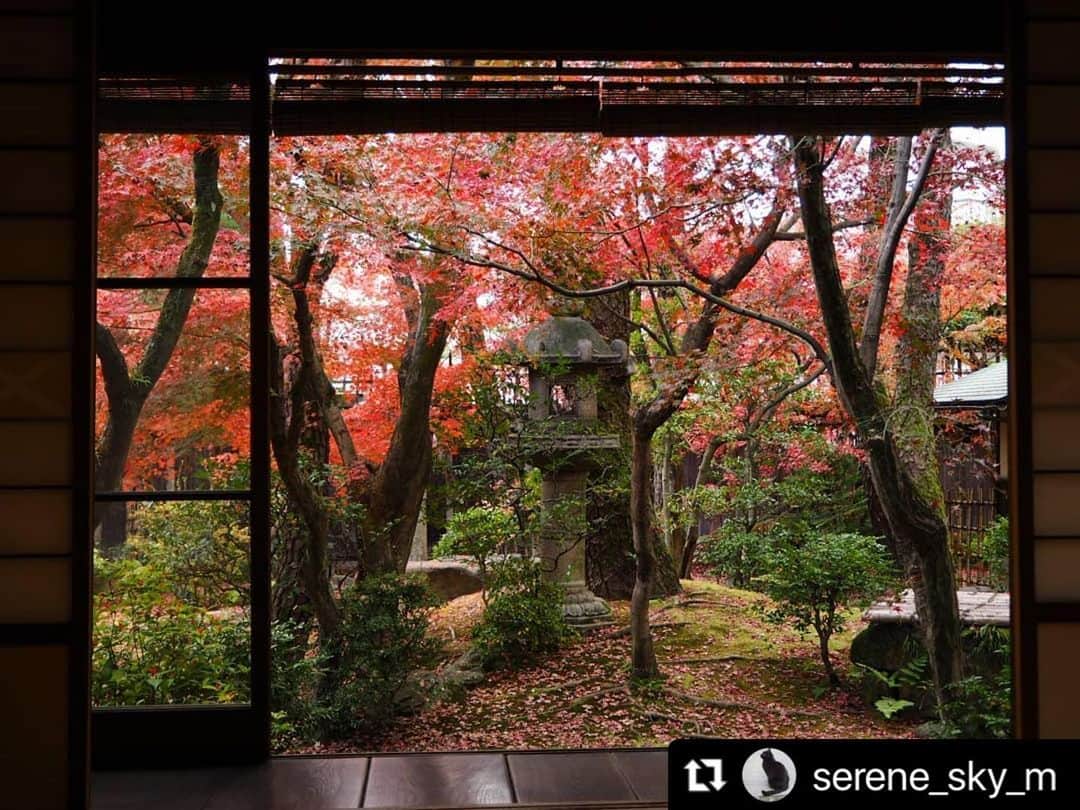 倉敷市さんのインスタグラム写真 - (倉敷市Instagram)「#クラシキブンカ に投稿された作品からいいなと思う作品をリポストさせてもらっています。  @serene_sky_m with さんの作品です。 よろしくお願いします。  #Repost @serene_sky_m with @make_repost ・・・ *OHARA HOUSE KATALYZER* 語らい座 大原本邸の 離れ座敷から眺める紅葉。  昨年フォロワーさんから 教えもらって ずっと楽しみにしていた紅葉。  「倉敷の中の倉敷」 賑やかさを取り戻した 美観地区の中でも ここだけは別世界。  教えてくれてありがとね。  紅葉の見頃は12月10日前後。  他所より少し遅いのもまた良くて。 紅葉の見納めに。  #倉敷美観地区 #語らい座#離れ座敷#大原本邸 #くらしきアートっぽい #クラシキブンカ #瀬戸内カメラガールズ #setouchigram100」12月12日 18時19分 - kurashiki_city