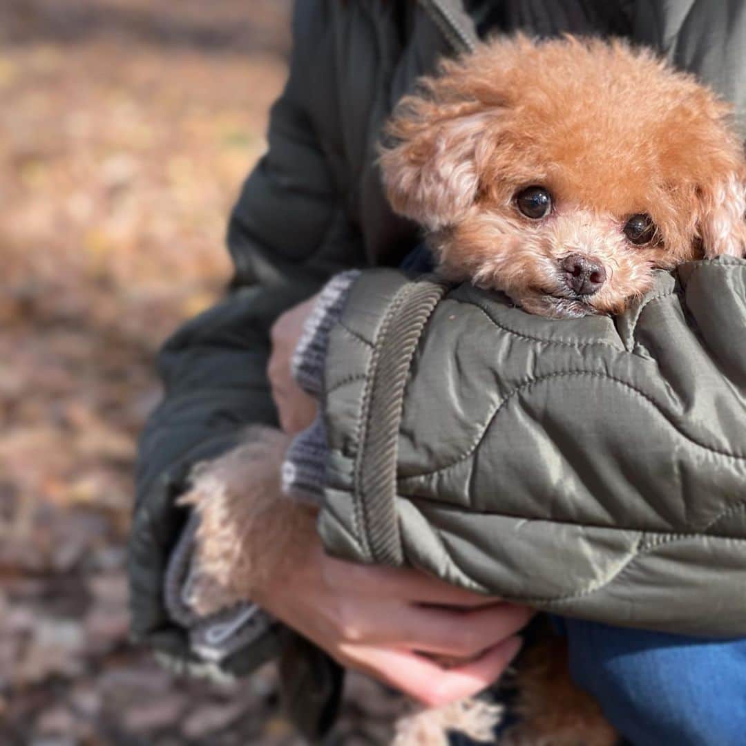 ふわのインスタグラム：「いつも応援ありがとうございます☺︎ 公園でリハビリ。いっぱい転んでどろどろになりました‼︎  #toypoodle#toypoodlegram#instadog#doglover#doglife#dogsofinstagram#dog#fuwamama#ふわもこのふわ#ふわ#トイプードル#ふわもこ部#犬バカ部#親バカ部#犬のいる暮らし#いぬすたぐらむ#今日のふわ#犬の整体はじめました」