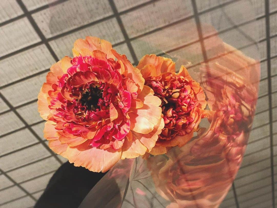 山本夢さんのインスタグラム写真 - (山本夢Instagram)「きゃんわい。  #flowers #flowerstagram  #名前聞いたけど忘れた」12月12日 18時28分 - yume_yamamoto_ue