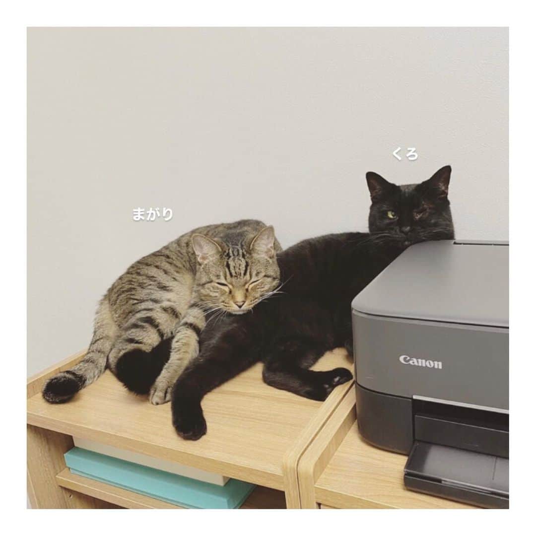 こむぎのインスタグラム：「* ㊗️2週間ほど前からトライアル中だった、 くろ×まがりペアと、けいくん！！ めでたく本日正式譲渡となりました🤗✨  くろ×まがりの里親さんはこの崩壊現場のレスキューが始まった当初からずっとたくさんの支援金や支援物資をご協力くださっていた方でした😢 今年に入り先代の猫ちゃんが亡くなられてしまい、少し落ち着かれてから崩壊現場の子たちの里親さんに応募してくださいました🙇🏻 ずっと現場に残されていたくろくん、まがりくん。 リフォームしたばかりの広々としたお家の子になれるなんて今までいた場所とは雲泥の差だ〜🤣 仲良しな2人組が一緒に素敵なお家の子になれて本当に良かった😭 特にまがりくんは慣れたら甘えん坊だけど、最初がどうしても怖がってしまうのでくろくんがいてすごく心強かったと思います😭 体重5キロオーバーのビッグボーイペア！！ これからも一緒に幸せにね☺️✨  そしてけいくん！ けいくんは昨年の12月から預かりさん( @namaikinamako )の元で里親募集をしていましたが中々里親さんが見つからず…😭 とっても可愛い子なのですが、猫ちゃんの頭数が多いと縄張り意識からスプレーをしてしまい、今年の秋頃から預かりさん宅で余儀なく個室での生活となっていました。 けいくんはとっても甘えん坊さんなのでたくさん可愛がってくれるご家族の元へ(できたら猫ちゃんがいないお家で)…と思っておりましたら、そんなけいくんにピッタリな里親さんからのオファーが！ 里親さんに立候補してくれた経緯はインスタに投稿してくださっていたのでまた読んでいただけると嬉しいです😭 けいくんのことを熱望してのオファーでした😭 けいくんは口内炎の治療中で、投薬も必要な子でしたがそれでも！！と仰っていただけて…😭 なんだか私がこむぎと暮らし始めた時のことを思い出しちゃったよ😢 こむぎも心臓が悪いことはわかっていたけど、この子の生涯をきちんと責任持ってお世話しよう！って思ったんだよね。 一緒に暮らすという選択をしなかったら、ずっとあの子は今頃どうしているかって後悔していたと思う…😭  くろくん、まがりくん、けいくん、みんな名前はそのままです🤗 ちなみに先日正式譲渡になったぶどうくんもそのままですー🙏🏻  くろまがりくんの里親さん、インスタアカウント新たに作ってくださいました🙏🏻→ @kur_omag   けいくんの里親さん、トライアル中からたくさんの動画をアップしてくださっていました🤗→ @keikun_1212   みんな幸せ掴めたね😭本当良かったー😭😭😭  崩壊現場の子たちはまだあと15匹里親募集中です🙏🏻 猫たちの詳細は @comugineko をご覧ください✨  いつもたくさんの応援、ご支援本当にありがとうございます😭 #岐阜多頭崩壊レスキュー」