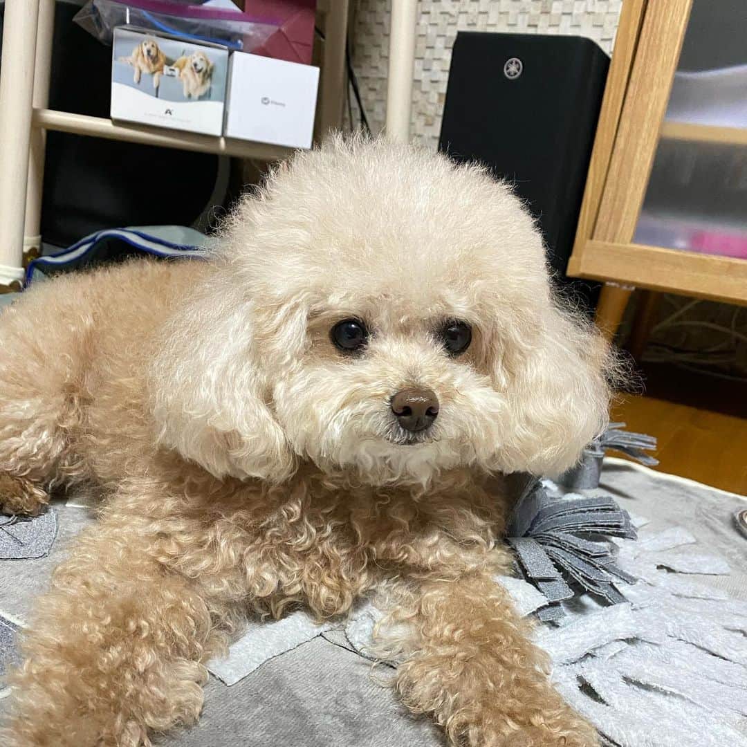 ハン・スンヨンのインスタグラム：「승연미용실 집콕하다가 조만간 전신 가위컷 들어갈듯...........」