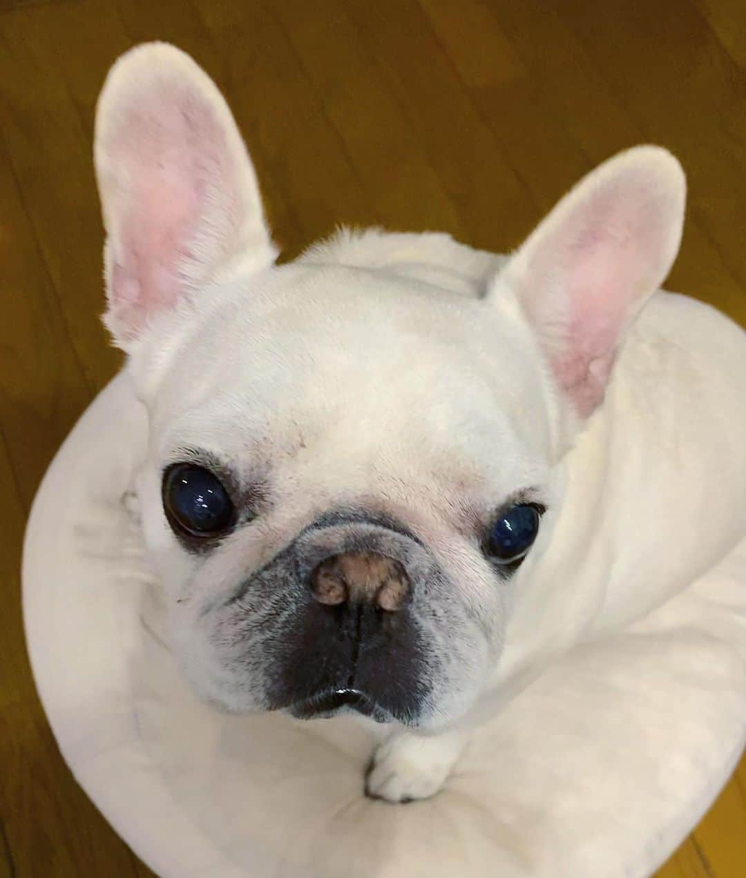 Ham-chanさんのインスタグラム写真 - (Ham-chanInstagram)「#frenchbulldog #frencie #hamham #hamchan #フレブル #フレンチブルドッグ #はむはむ #はむちゃん  うさぎか？😂🐰」12月12日 18時37分 - hide_ham_tank