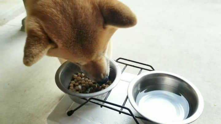 柴犬たま Shibainu Tamaのインスタグラム