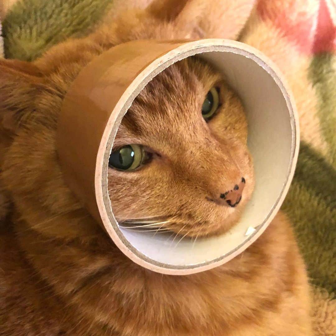 のインスタグラム：「なにやってんの？🤣  #cat #猫」