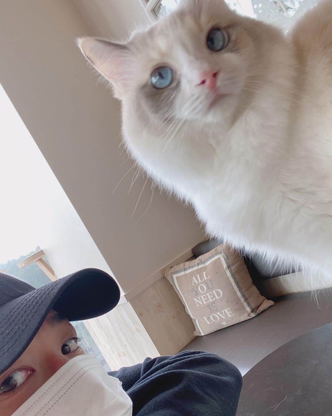 若槇太志郎さんのインスタグラム写真 - (若槇太志郎Instagram)「. 猫カフェに🐱 推し猫見つけた . 可愛すぎて持ち帰っちゃおうかと思ったよ〜笑 . 3枚目は待ち受けにした✌️ .  #猫カフェmocha #猫カフェ #原宿猫カフェ」12月12日 18時49分 - taishiro.wakamaki.official