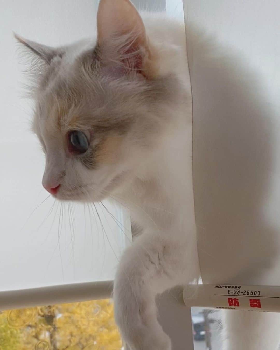 若槇太志郎さんのインスタグラム写真 - (若槇太志郎Instagram)「. 猫カフェに🐱 推し猫見つけた . 可愛すぎて持ち帰っちゃおうかと思ったよ〜笑 . 3枚目は待ち受けにした✌️ .  #猫カフェmocha #猫カフェ #原宿猫カフェ」12月12日 18時49分 - taishiro.wakamaki.official