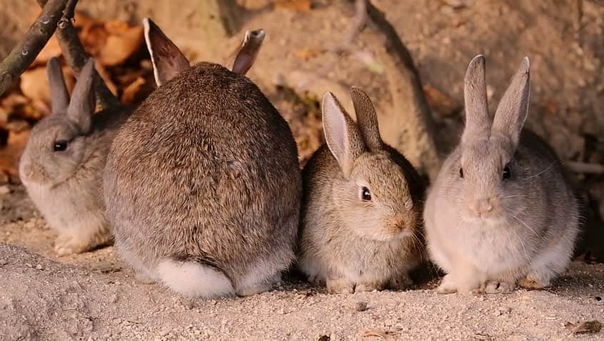 usagraphさんのインスタグラム写真 - (usagraphInstagram)「🎬YOUTUBEチャンネル更新しました✨ 撮れたてほやほやの大久野島MOVIEです。 秋の第一弾の動画も、島の光と風、うさぎの息づかいが聞こえてきそな仕上がりになっております🍁 ぜひご覧ください。 ＊ ＊ ＊ #youtubechannel  #ウサグラフチャンネル #うさぎ　#rabbit #bunny #ふわもこ部  #WeeklyFluff #igersjp  #tokyocameraclub #東京カメラ部  #神戸カメラ部  #bunnystagram  #うさぎ部 #ホーランドロップ #hollandlop  #ファインダー越しの私の世界 #art_of_japan #myfujilove  #今日もx日和　#大久野島  #竹原  #うさぎ島」12月12日 18時53分 - usagraph