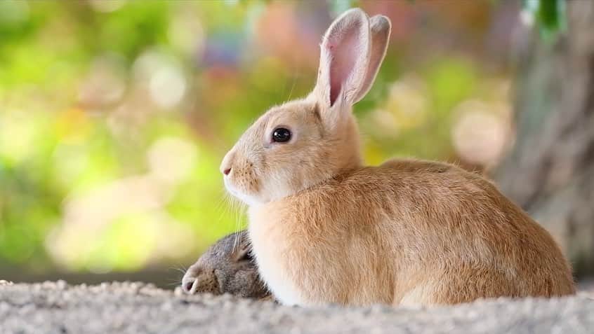 usagraphさんのインスタグラム写真 - (usagraphInstagram)「🎬YOUTUBEチャンネル更新しました✨ 撮れたてほやほやの大久野島MOVIEです。 秋の第一弾の動画も、島の光と風、うさぎの息づかいが聞こえてきそな仕上がりになっております🍁 ぜひご覧ください。 ＊ ＊ ＊ #youtubechannel  #ウサグラフチャンネル #うさぎ　#rabbit #bunny #ふわもこ部  #WeeklyFluff #igersjp  #tokyocameraclub #東京カメラ部  #神戸カメラ部  #bunnystagram  #うさぎ部 #ホーランドロップ #hollandlop  #ファインダー越しの私の世界 #art_of_japan #myfujilove  #今日もx日和　#大久野島  #竹原  #うさぎ島」12月12日 18時53分 - usagraph