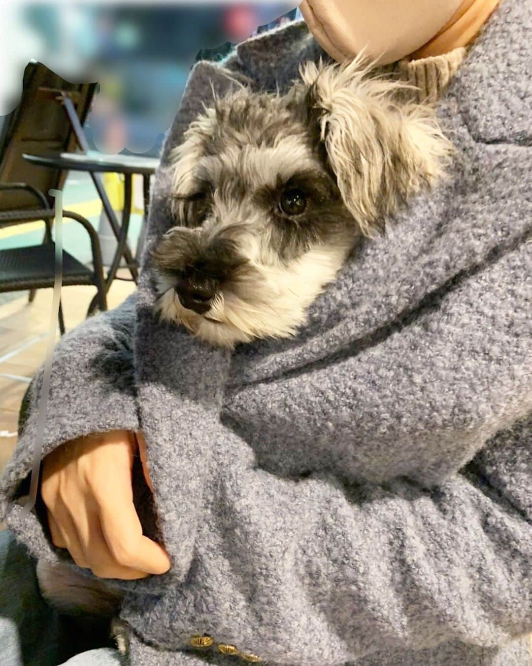 のインスタグラム：「寒くなってきたので一緒にあったまる🐕‍🦺  このモコモコのぬいぐるみ感が可愛すぎる💕🐶  ✴︎✴︎✴︎✴︎✴︎✴︎✴︎✴︎✴︎✴︎✴︎✴︎✴︎✴︎✴︎✴︎✴︎ 2枚目の時計は @danielwellington  クリスマスキャンペーン中🎄🎅  公式サイトや直営店舗にて二点以上お買い上げで25％OFF✨  15％OFFクーポンコード【akari】の併用可です🎁  #danielwellington  #ダニエルウェリントン #DWクリスマス#クリスマスプレゼント#腕時計#時計#アクセサリー#ネックレス#リング#クリスマスツリー#12月#プレゼント#ギフト#犬#パピー犬 #ミニチュアシュナウザー #dog#pet#miniatureschnauzer」
