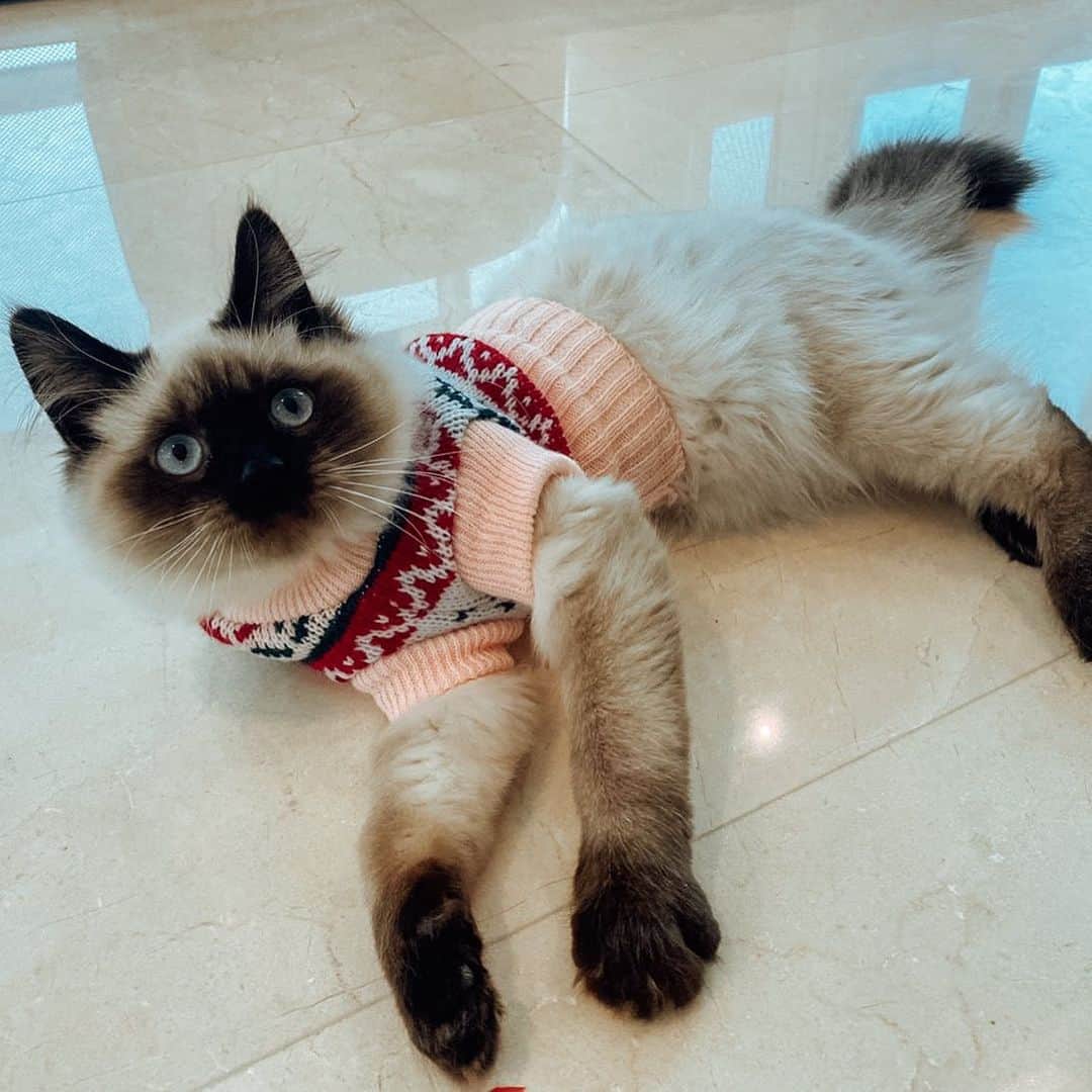 エイミー・ウィラートンのインスタグラム：「Dw we didn’t forget #christmasjumperday 🐱 @chewcata」