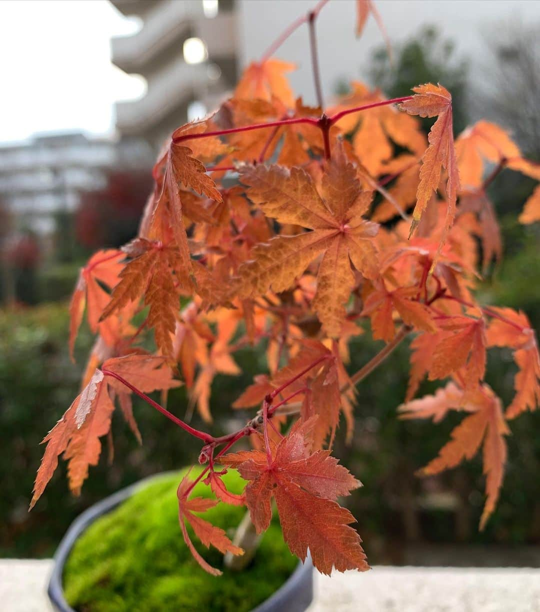 堀内貴司さんのインスタグラム写真 - (堀内貴司Instagram)「紅葉が見たくて6月に買った「カエデ」がやっと寒くなってきて綺麗に色づきました〜 可愛い〜っ！ #BONSAI #初心者 #団地盆栽 #堀内馬鹿祭 #ミニ盆栽」12月12日 19時21分 - slamhoriuchi