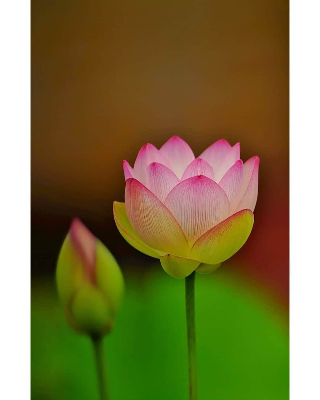 花の写真館のインスタグラム：「Photo by 駒田直哉.⠀ .⠀ Original Post[投稿いただいたURL]⠀ https://www.facebook.com/photo.php?fbid=630095654261202⠀ .⠀ 本アカウントは、 #私の花の写真 をつけてInstagramに投稿された皆さまの花の写真や、「花の写真館」Facebookページで投稿された花の写真を紹介します。⠀ 「花の写真館」Facebookページは、「 @floral.photograph 」のプロフィールにあるURLからご覧ください。⠀ .⠀ ※各自、政府、自治体など公的機関の指示に従った行動をお願いします。⠀⠀ 東京カメラ部および分室では、写真を「見る楽しみ」を提供することを通して、微力ながら皆様にわずかな時間でも癒しをお届けしたいと思っております。⠀ ※本アカウントは東京カメラ部がFacebook、Instagramのサービスを利用して運営しているもので、Facebook社・Instagramとは一切関係ありません。⠀ .⠀ #花の写真館 #floralphotograph #floralphoto #flower #flowers⠀ Follow: @floral.photograph」