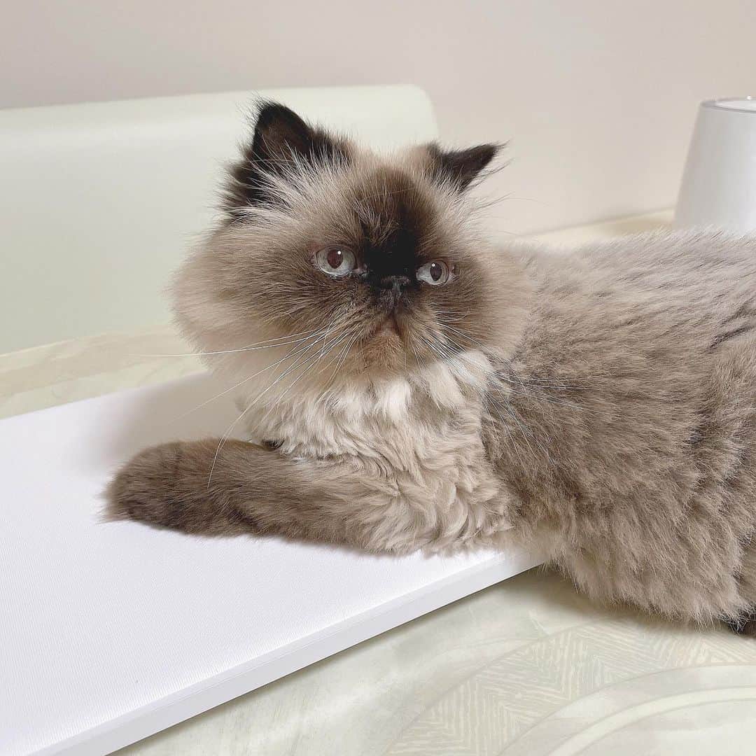 戸川栞那のインスタグラム：「パソコン出すとすぐに乗ってくるごんべの図🐱 いつも 絶対に課題をやらせてくれないごんべ VS 絶対に課題を間に合わせないといけないとがわ になってる😂 #可愛いから許す  #なんでも許す   #ねこすたぐらむ #ねこのいる生活 #ねこのいる幸せ #ねこもふ団 #ねこら部 #猫好きさんと繋がりたい #ぶちゃかわ #ぶさかわ猫 #ヒマラヤン #今日のごんべ」