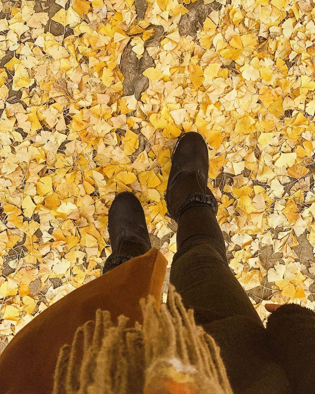 Miyuuさんのインスタグラム写真 - (MiyuuInstagram)「𝘛𝘩𝘦 𝘭𝘢𝘵𝘦 𝘢𝘶𝘵𝘶𝘮𝘯 𝘷𝘪𝘣𝘦𝘴... 🍁  昨日は真っ白な雪景色の中にいたのに、今日は近くの公園を散歩して、イチョウの落ち葉の絨毯🍂💫 まだ残る秋を感じつつ、昨日一昨日で撮った写真や動画を見返してます📷 早くいっぱいupしたい〜 #miyuusic#miyuu#秋#残秋#lateautumn#latefall#ウィンターブーツ#散歩コーデ#イチョウ#落ち葉#散歩道#散歩#walking」12月12日 19時51分 - miyuuamazing