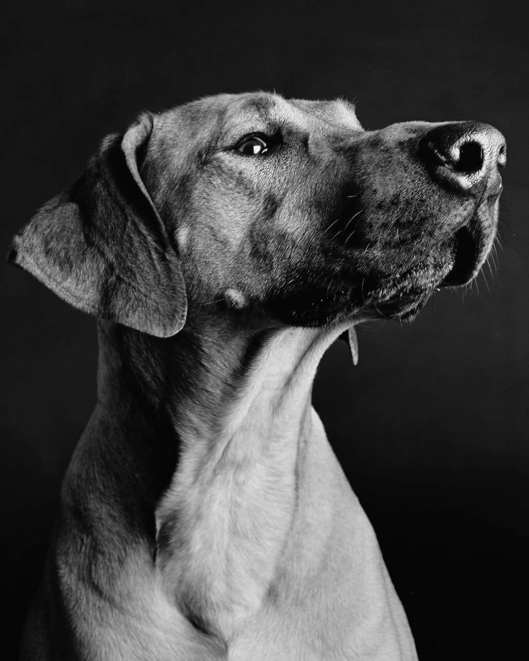 のインスタグラム：「DUNHILL COMMUNITY: CURATED⁠ ELLIOTT ERWITT’S DOGS⁠ ⁠ The fourth instalment of our Curated project celebrates photographer Elliott Erwitt’s Dogs, a book that pays tribute to man’s best friend in a series of funny, instinctive and endearing shots. ⁠ ⁠ "I don’t know of any other animals closer to us in qualities of heart, sentiment and loyalty.”⁠ - Elliott Erwitt⁠ ⁠ Photos courtesy of @magnumphotos and @elliotterwitt⁠ Book published by @teneuespublishing⁠ ⁠ #dunhillCOMMUNITY⁠ #dunhillCURATED⁠ #ElliottErwitt⁠ #Dogs」