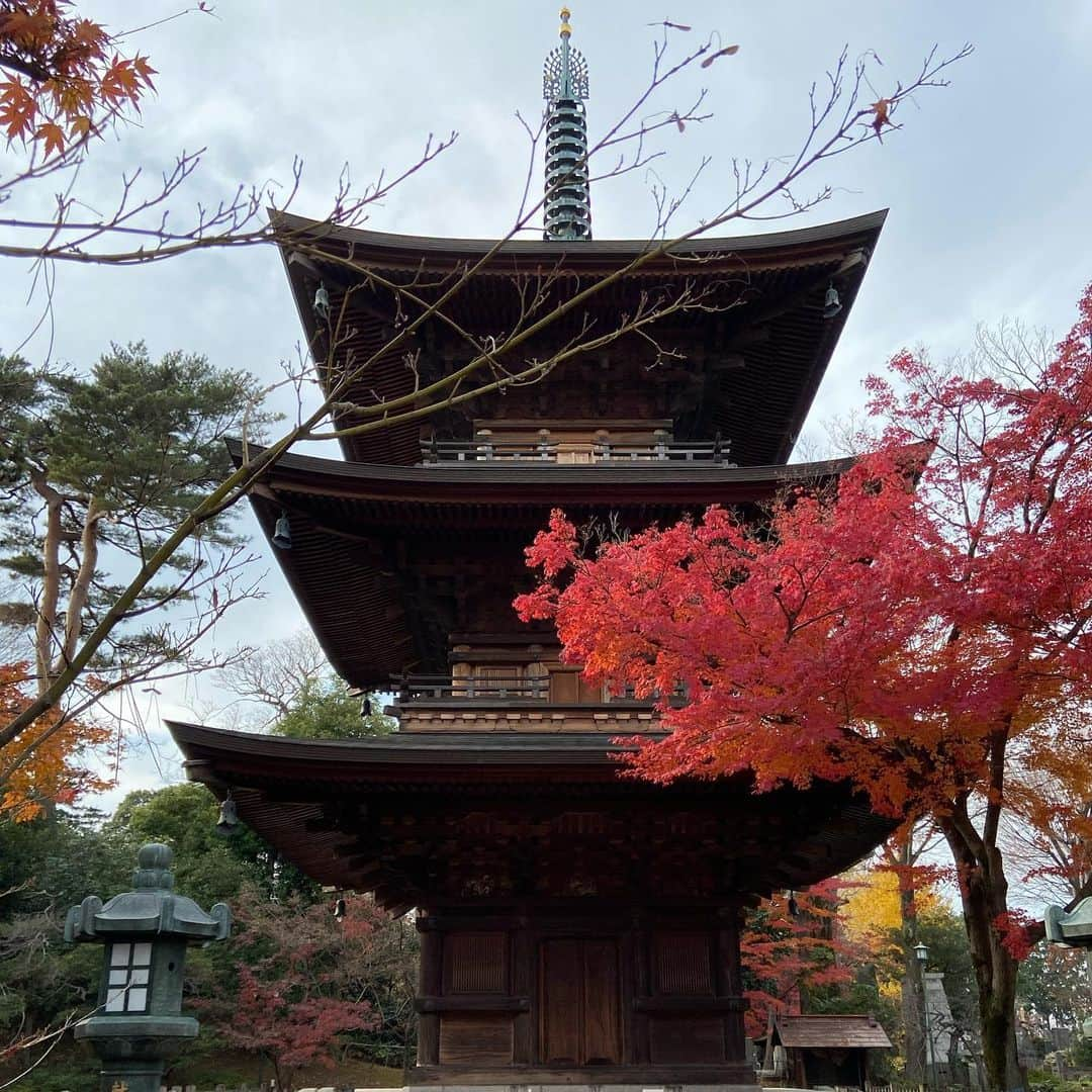 武藤昭平さんのインスタグラム写真 - (武藤昭平Instagram)「紅葉真盛り。#豪徳寺 #寺 #temple」12月12日 20時23分 - syoheimuto