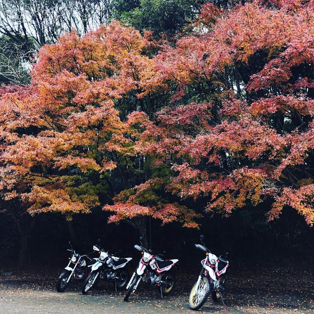 原田哲也さんのインスタグラム写真 - (原田哲也Instagram)「NCXX RACINGのスタッフさん達と千葉方目に林道ツーリング行って来ました。 天気予報は曇りのはずが 待ち合わせ場所に着いたら雨☂️ここはポジティブに考えて紅葉も綺麗だし食事も美味しいし何よりメンバー最高‼️雨でも楽しくツーリング出来ました。 #araihelmet #hyod #alpinestars #yfdesign #ncxxracing #ツーリング#紅葉#serow250 #yamaha #林道」12月12日 20時37分 - tetsuya_harada31