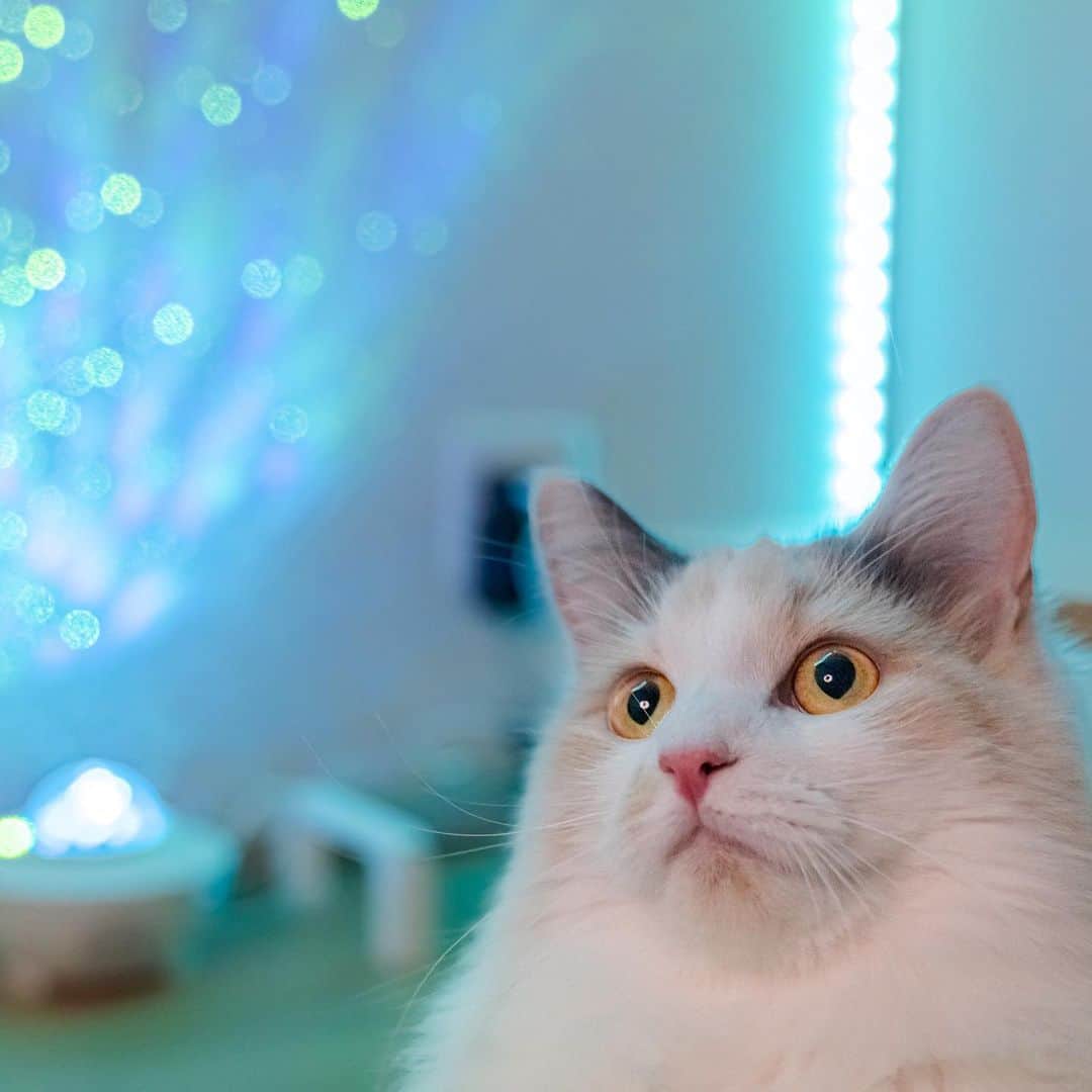 マアルのインスタグラム：「コロンさん #🐱 #北海道 #旭川 #ラガマフィン  @psmaaru #catsofinstagram #meowfeature #kitty #catoftheday #pleasantcat #instacat #dailycat #meowed #katze #happycatclub #cats_of_day #petsofinstagram #neko #catfeature #catlover #cats #weeklyfluff #cat #catloversclub #excellent_cats #kitty #catphoto #cats_of_instagram #냥스타그램 #고양이 #แมว」