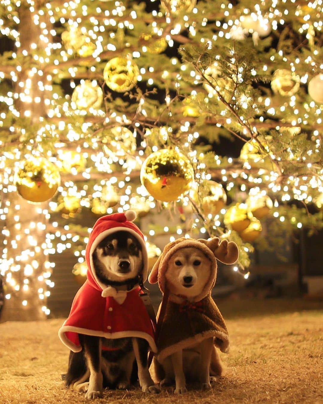柴犬 けんしろう ゆりあのインスタグラム：「🐶✨🐶  けんサンタとゆりトナカイより けんゆりポストカードプレゼント企画に 応募して下さった皆さまへお知らせです🎅🦌🎁  抽選会の準備として みなさんから頂いたコメントに番号をふって ストーリーズに順番に流していく予定です✨  ご自分の番号をご確認くださいね☺️❤️  けんゆりプレゼント企画 応募〆切は、明日12/13(日)です🎄 . . Location:Nagano (けんゆりおもひで冬photo⛄️より)」