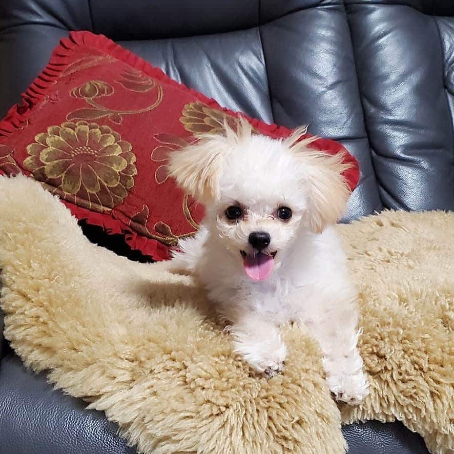 のインスタグラム：「①今日も元気ですbyメリー ②かゆいですbyメリー  #チワプー #犬のいる暮らし #犬バカ部 #ミックス犬 #ミックス犬同好会 #犬好きな人と繋がりたい #dogstagram #dog #doglover #愛犬との暮らし #愛犬 #相棒 #ハーフ犬mix犬 #ハーフ犬 #いぬのいる暮らし #いぬすきさんと繋がりたい🐶 #いぬ部 #チワプー同好会 #チワプー女の子 #チワプー友の会 #chihuahua #toypoodle #chihuapoo」
