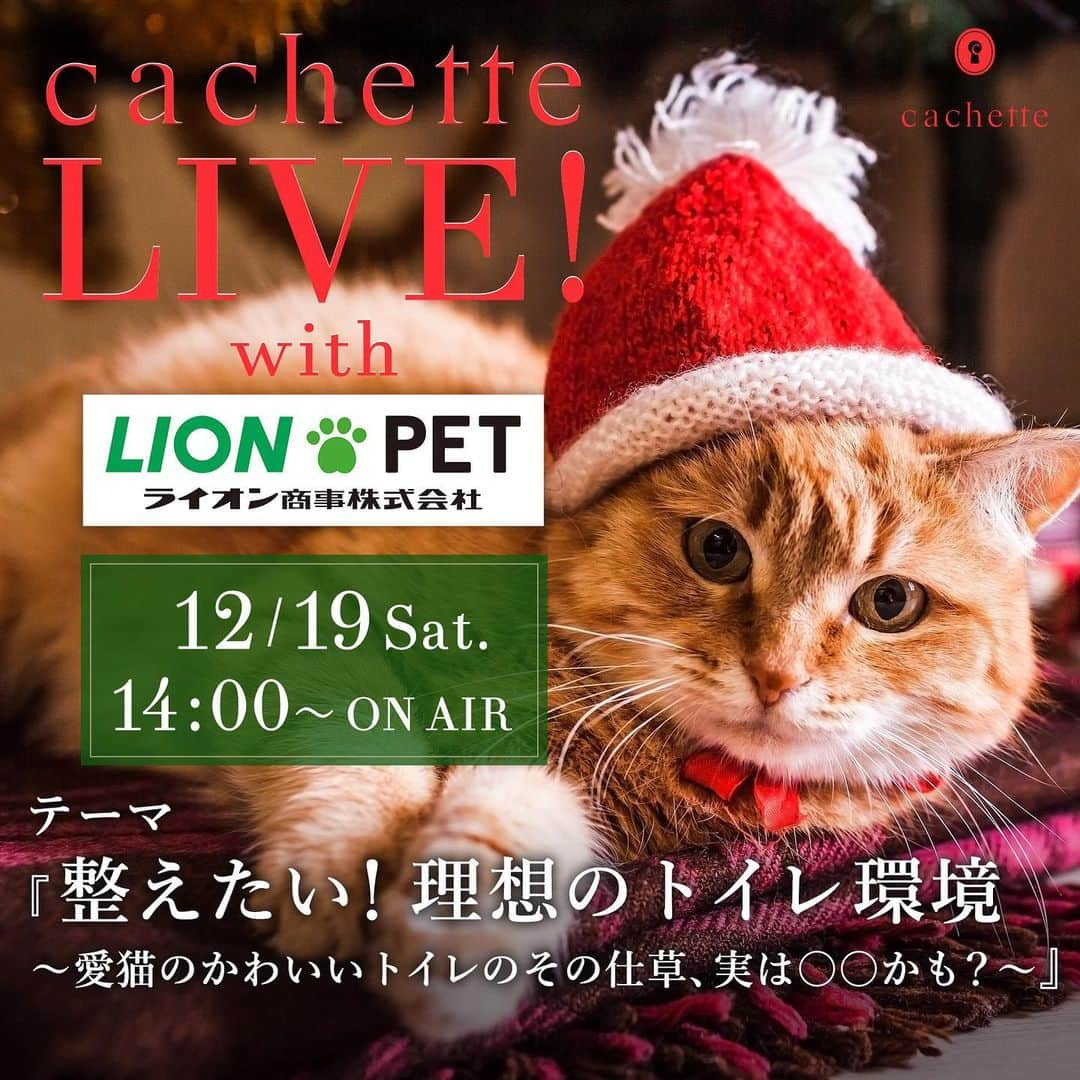 ライオン商事株式会社のインスタグラム：「📣🐈【インスタライブのお知らせ】 12月19日(土)14時～、@cachette.petさんとコラボして インスタライブを開催いたします⭐️  猫の理想のトイレ環境を知って、 愛猫お気に入りのトイレを整えてみませんか？ ライオン商事の獣医師が解説します。   ❣️ @cachette.pet と同時配信を行いますが、 質問やコメントは @cachette.pet の配信でのみ受け付けますので、ご注意ください。   さらに、インスタライブ中に発表される合言葉を添えて、cachetteさんの専用フォームから応募すると 「獣医師開発※猫トイレ＆愛猫のお手入れグッズセット」が当たるプレゼント企画も🎁🎄 （※東京猫医療センター服部獣医師と当社獣医師との共同開発） 詳しい応募方法はインスタライブの中でご案内いたします。  みなさま是非リアルタイムでご覧ください👀 たくさんのご視聴、お待ちしております！  ＝＝＝＝＝＝＝＝＝＝＝＝＝＝＝＝＝＝＝＝＝＝＝＝＝＝＝ cachette LIVE！  【テーマ】 　「整えたい！理想のトイレ環境～愛猫のかわいいトイレのその仕草、実は〇〇かも？～」   【配信日時】 　12月19日（土）14時～　30分程度    【出演者】 　モデレーター：秋山 都（cachetteクリエイティブディレクター） 　ゲスト：井上 悠美（ライオン商事獣医師）   【配信内容（予定）】 ・愛猫がトイレを気に入っていないサインとは？ ・理想的なトイレ環境について ・トイレの選び方 ・Q＆A ※お時間の関係で全てお話しできない場合がございます。   【運営】cachette  #猫トイレ　#インスタライブ  #コラボ　#猫のいる暮らし #猫　#獣医師　#猫部　#トイレイヤイヤサイン #獣医師開発猫トイレ　#ねこすき　#ねこさん #にゃんすたぐらむ　#愛猫家と繋がりたい #lionpetcat #lion @lion_pet_cat」