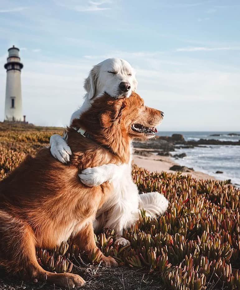 animals.coのインスタグラム：「Sometimes all we need is a hug 🐶🤗 Photography by @wat.ki」