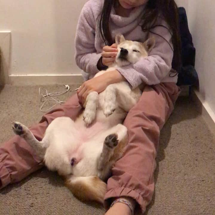 柴犬リリコのインスタグラム：「おやすみ前のお姉ちゃんマッサージ💆🏻‍♀️😴 #癒し #至福 #シャンプーしてフワフワ」