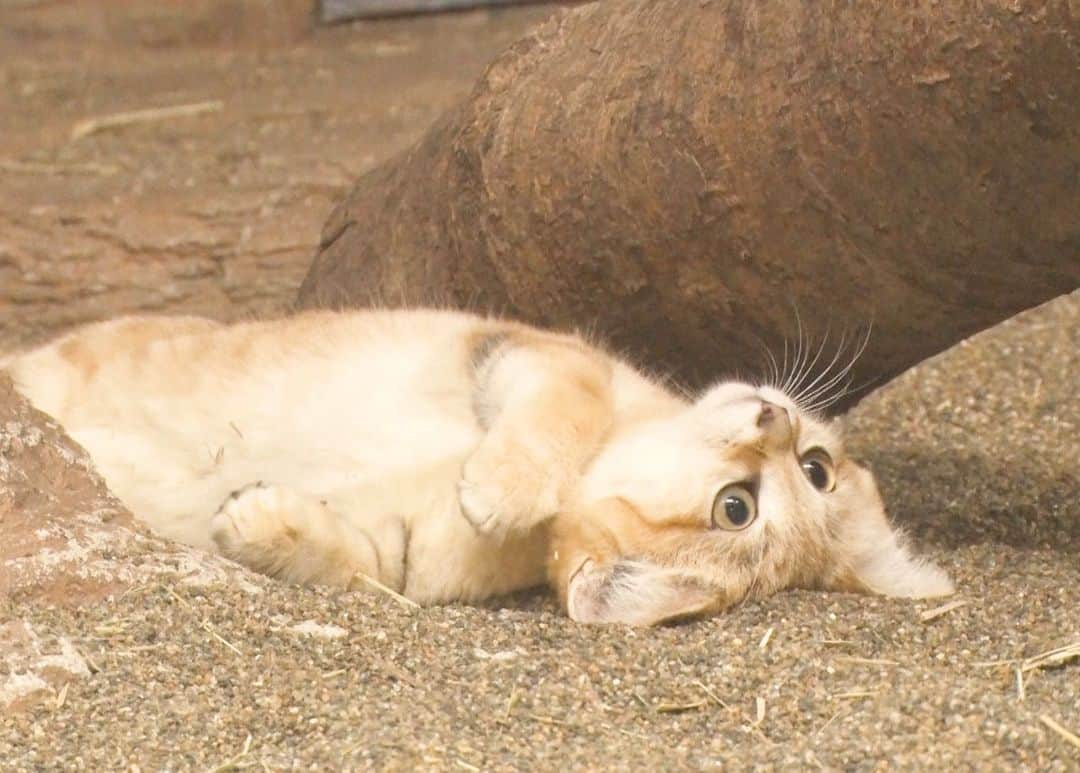 天才！志村どうぶつ園のインスタグラム