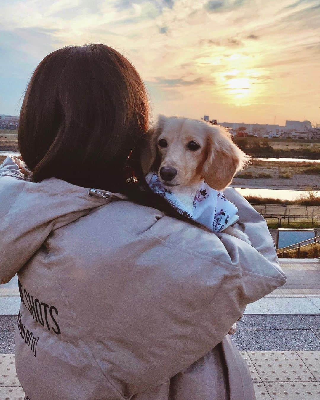 村崎英絵のインスタグラム：「ダックスを見ると実家のショコラを思い出す🥺💗 ジム行こうとしてたら、いきなりまりんちゃんから連絡きて タイミングよくメルちゃんに会えて嬉しすぎた😭💕 ㅤㅤㅤㅤㅤ メルちゃんは女の子で少し人見知りで犬見知り笑🐕 でもそこがショコラに似てて好き笑💗 久しぶり会ったメルちゃんはボールを何度も 持ってきてくれてボールが大好きなお利口さんになってた🥺💕 ティノにもボール遊び教えてあげたいなぁ💗 写真の最後の顔はわんちゃんはみんなする変顔？😳 ティノもメルちゃんもショコラも同じ顔する笑　可愛いー♡  メルちゃん、遊んでくれてありがとう🥰💗 今度ティノとも遊んであげてね💗 ㅤㅤㅤㅤㅤ ㅤㅤㅤㅤㅤ  ジムに行く日はカジュアルコーデが多くて ウェアの上に着て暖かくて お尻が隠れるビックシルエットのアウターを探してて ちょうどぴったりなアウターを見つけたぁ💗 エコレザーが今年っぽくて カラーもベージュだから女の子らしさもあるのも嬉しいー💕 ㅤㅤㅤㅤㅤ  アウター @rogerandraw  ㅤㅤㅤㅤㅤ 12/18(fri)に私が着ているアウターのブランド @rogerandraw の公式ONLINE SHOPがリニューアルオープン！ HPからLINEまたはメルマガに事前登録いただくとオープン時に使用できるクーポンがもらえるよ💗 HPへは @rogerandraw プロフィール欄URLから飛べます！ 是非、見に行ってみてください♡ ㅤㅤㅤㅤㅤ ㅤㅤㅤㅤㅤ #rogerandraw #gym #ジム女子 #ミニチュアダックスフンド #カニヘンダックス #おさんぽ #レザージャケット #ダウン #冬コーデ #アウター #黒髪 #ストレートヘア  #低身長ファッション #低身長コーデ #おちびコーデ」