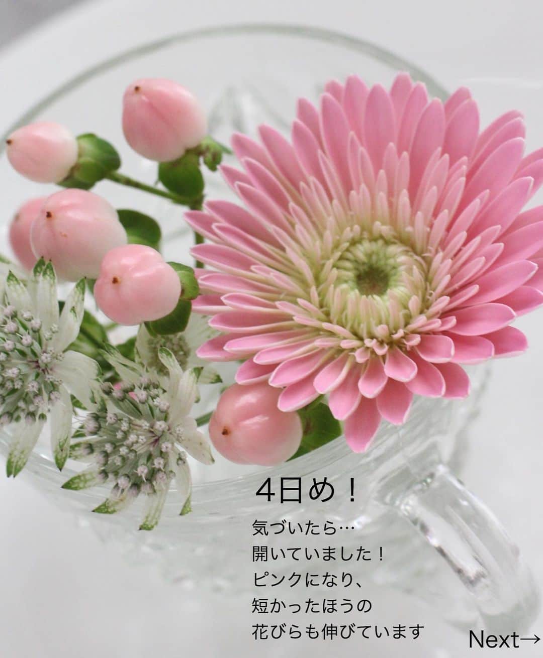 雑誌『花時間』さんのインスタグラム写真 - (雑誌『花時間』Instagram)「おはようございます。﻿ ﻿ 本日のお花便は、「蕾ガーベラ」の成長日記です。  この前の日曜の投稿（9つ前の投稿）の2枚めのpicでご紹介したあの子。﻿  ガーベラはガーベラでも、ぱっちり開く前に「蕾ガーベラ」という名前で出回るあの子です。 ﻿ スライドして見ていってみて！﻿ ﻿ はじめは、花びらをすぼめて、ブラウンぽい色だったガーベラも…ふと気づくと、パウダリーなピンクにお召し替えされていました😱﻿ ﻿ リモートだのなんだのと﻿ バタバタしていて﻿ ちゃんと眺めてやれない﻿ 毎日だったのに…﻿ ﻿ 着々と生きて、咲いていたんだね！﻿ ﻿ とても愛おしくなりました。﻿ ﻿ 皆さんも手塩にかけて育ててあげませんか？  蕾ガーベラちゃんを。﻿ ﻿ ガーベラは浅めの水で、茎を切り戻しながらいけると長もちしますよ〜✌️﻿ ﻿ では、元気smile😊😊😊で楽しい週末をお過ごしくださいね！ by ピーターパン﻿ ﻿ ﻿ #flowerslovers #flowerstagram #flowerarrangement  #花時間 #花時間2020 #花好き #花藝 #花好きな人と繋がりたい #花が好きな人と繋がりたい #花のある生活 #花のある暮らし #花を飾る #花を飾る生活  #ガーベラ  #癒やしの時間  #garbera  #かわいい花  #草花が好き  #garbera #癒やしの時間  #小さな花  #ガーベラ好き  #パステルピンク #アストランチア #ヒペリカム #ピンクの花 #花屋さんへ行こう  ﻿ ﻿」12月12日 21時33分 - hanajikan_magazine