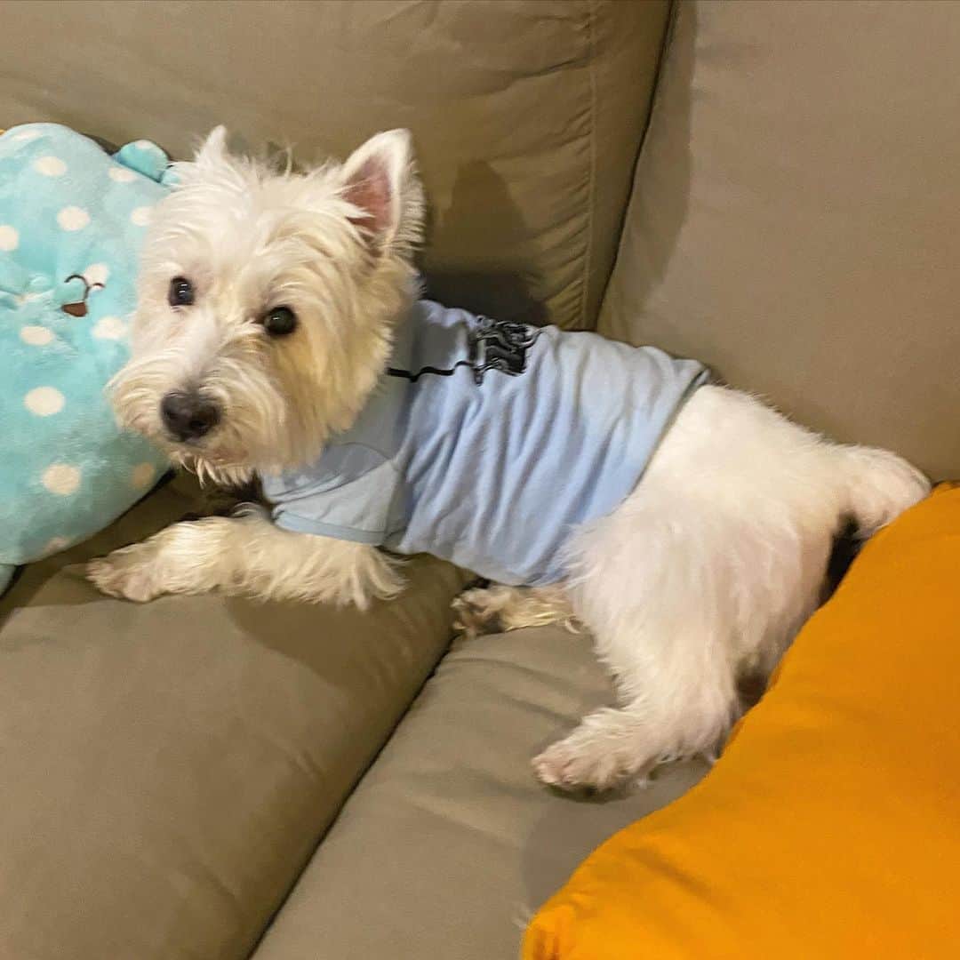 Hoykong&Plamuekのインスタグラム：「Good evening  #plamuek_westies」