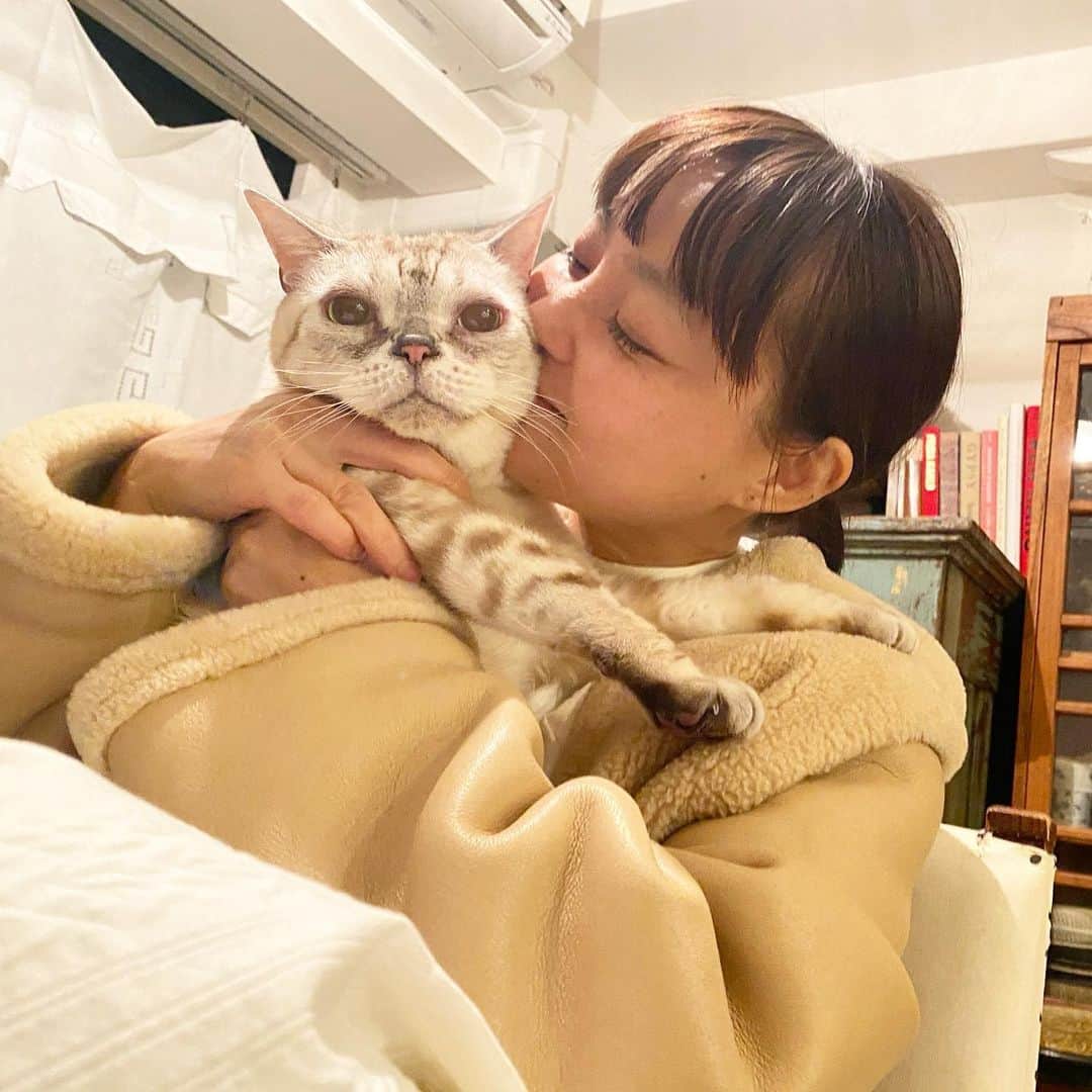 青山有紀さんのインスタグラム写真 - (青山有紀Instagram)「💛💛💛 #garu_cat #ガル様」12月12日 21時57分 - yukiaoya