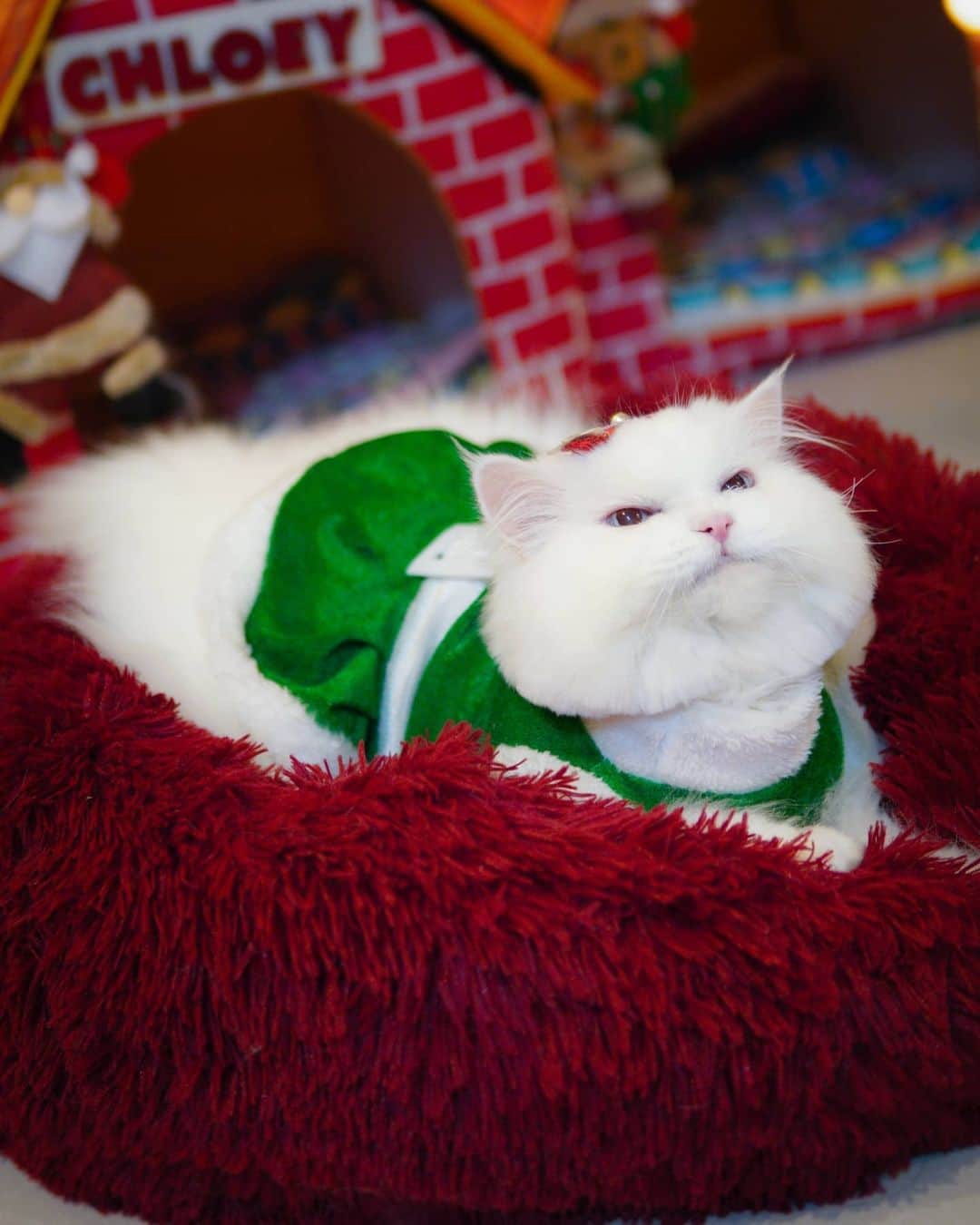 Kenshin & Chloeyさんのインスタグラム写真 - (Kenshin & ChloeyInstagram)「(swipe)  🎶 Christmas time is here. Happiness and Cheer 😊❤🧑‍🎄 🎵 #christmas2020🎄🎅🎁」12月12日 22時09分 - kitty.chloeykenshin