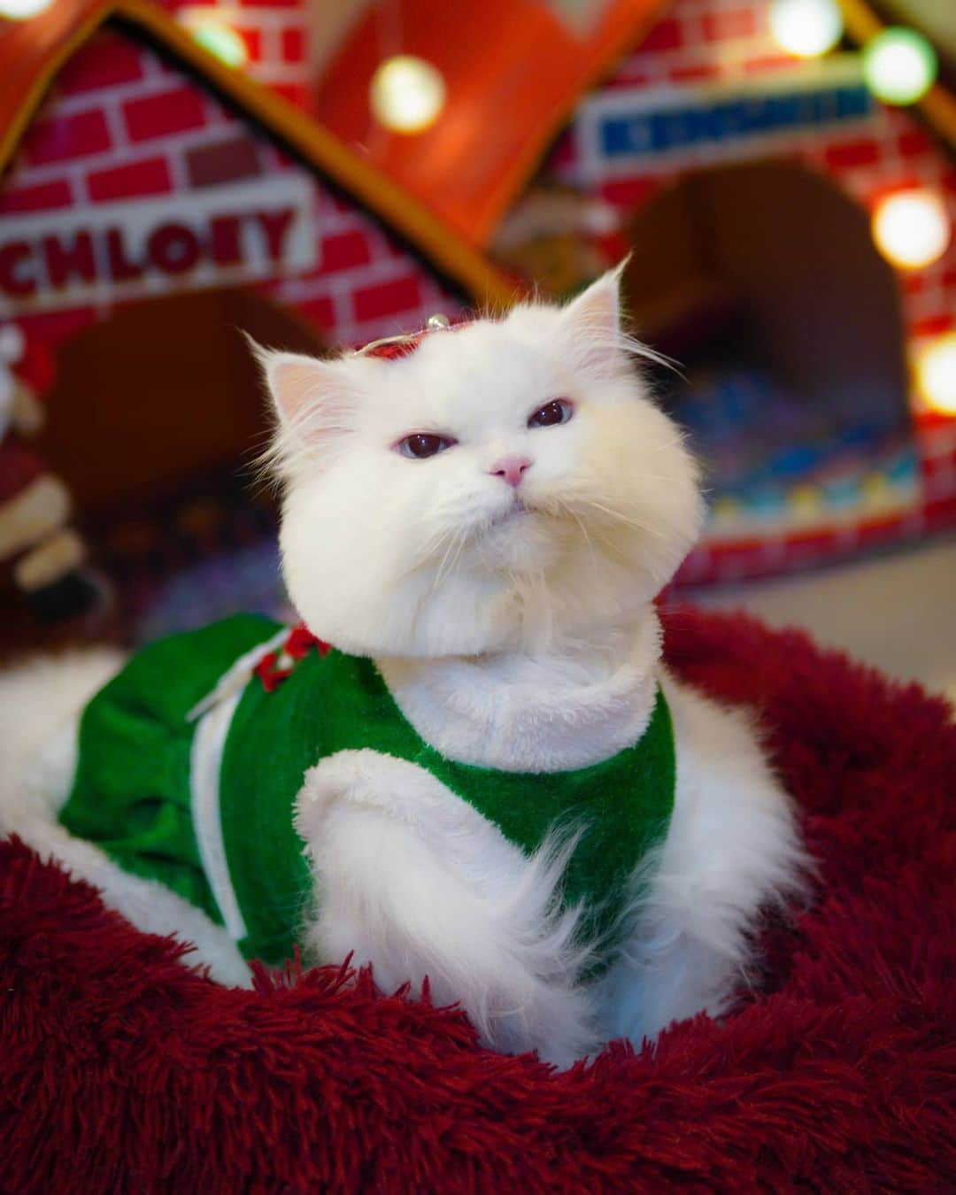 のインスタグラム：「(swipe)  🎶 Christmas time is here. Happiness and Cheer 😊❤🧑‍🎄 🎵 #christmas2020🎄🎅🎁」