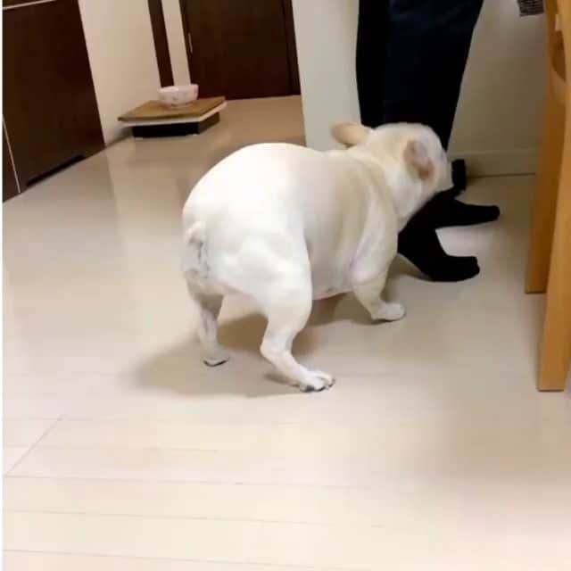 French Bulldogのインスタグラム