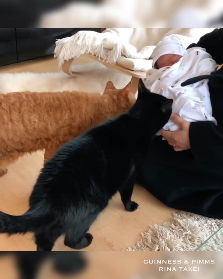 ギネス & ピムスのインスタグラム：「12/12/2020 Happy Caturday! ・ Thank you for sending us a lot of congratulatory comments about Nagi's birthday in the previous post! We appreciate your support! This time, I have tried to put together some video clips of fond memories – from his birth to the present day. A young boy who is always surrounded by cats. He will be a true cat lover🐈‍⬛👦🏻🐈 Have a fantastic weekend everyone! ・ ・ 凪ねこ誕生日に たくさんのお祝いコメント どうもありがとうございました😭 あっという間に2歳。 成長を振り返りたくて iPhoneをチェック。 懐かしさのあまり こんな動画を作ってしまいました。笑 ギネピムと初めてのご対面から 最近までをダーーっと繋げています。 こうして見ると いつも猫に囲まれていて 羨ましい😂 そりゃ猫好きに育ちますわな。 こんな三兄弟ですけど これからも どうぞよろしくお願いします。 皆さま素敵な週末をお過ごし下さい♩ ・ ・ #ギネピムと凪くん  #newborn#1yearold #2yearsold #0歳#1歳#2歳#babyboy #男の子ベビー #赤ちゃんのいる生活 #赤ちゃんのいる暮らし #赤ちゃんと猫 #猫と赤ちゃん」
