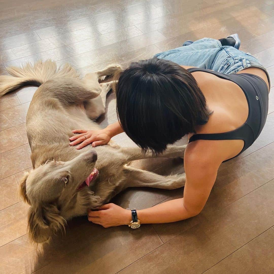 浦田景子のインスタグラム：「エルマーちゃん🐕  #撮影#エルマー#ワイマラナー #ドイツ犬#ossoitaly」